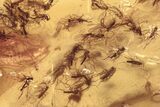 Fossil Fungus Gnat Swarm (Sciaridae) In Baltic Amber - Over Gnats! #272701-1